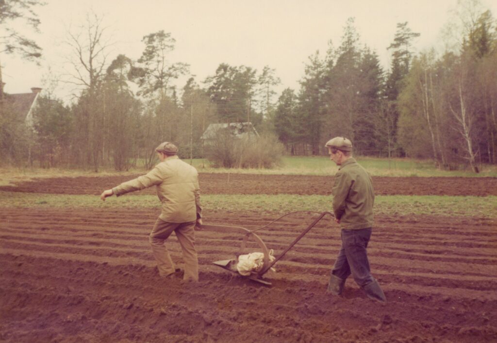 Potatissättning med åder